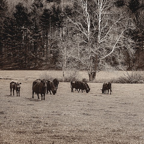 The Gate Crashers