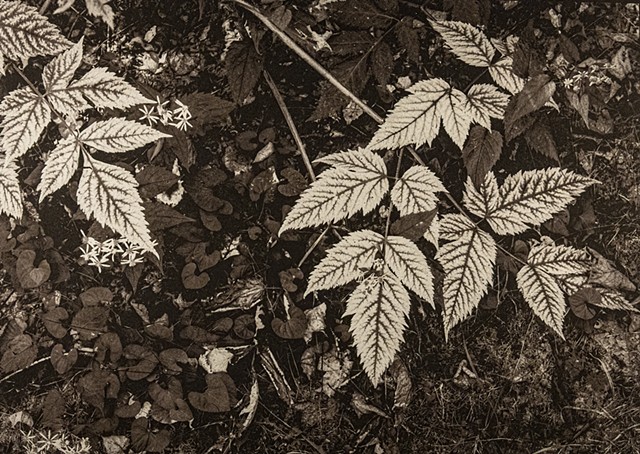 Kallitype & Salted Paper Prints