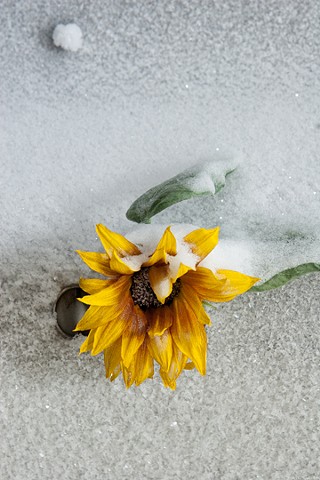 A sunflower that had been taken from the greenhouse and frozen to the wall within one of the corrogated steel passage ways. 