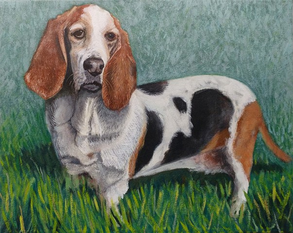 Penny the Basset Hound