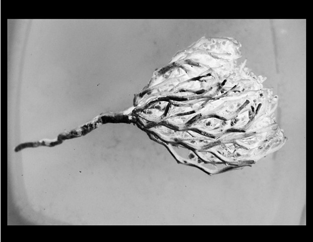 Rose of Jericho, by Yaqeen Yamani (inverse)