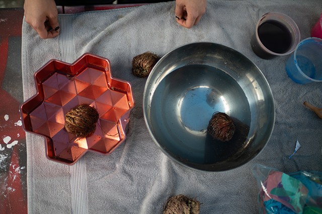 Rose of Jericho plant