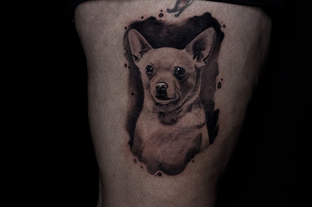 Chihuahua portrait 