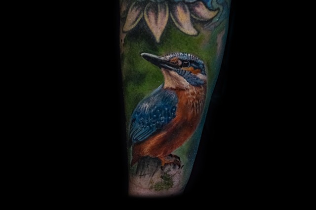 Kingfishers are really awesome birds! from the way they look to the way they dive into the water!