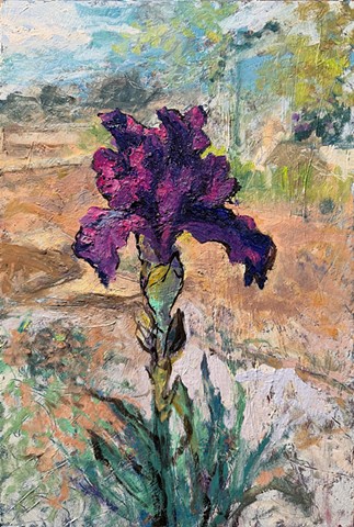 Purple Iris