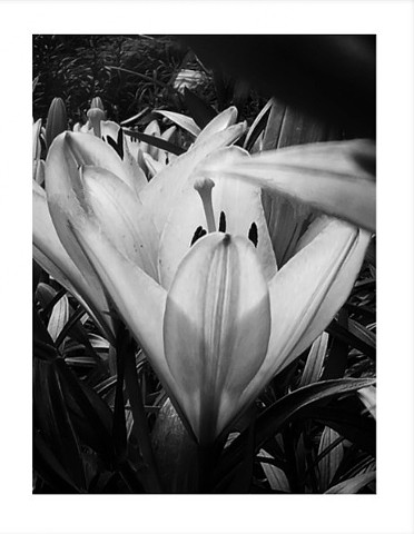 Springing Gardens