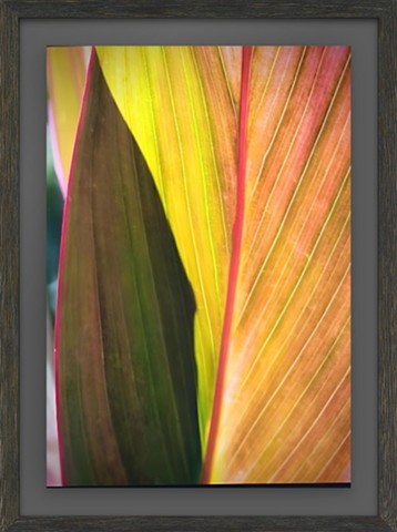 Honokawai Leaf Study ~ 2021 ~ in frame $4,200.00