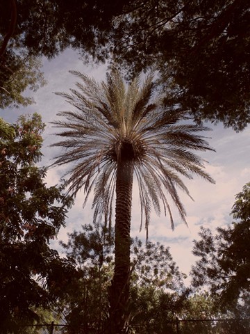 African Palm tree-Honokowai Hawaii 2021