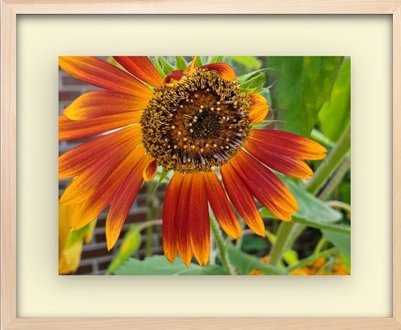 Summer broken pinwheel