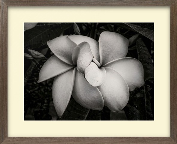 Plumeria Blooms - Lahaina, Hawaii - one of my first digital images created while going threw my embracing development to digital. 