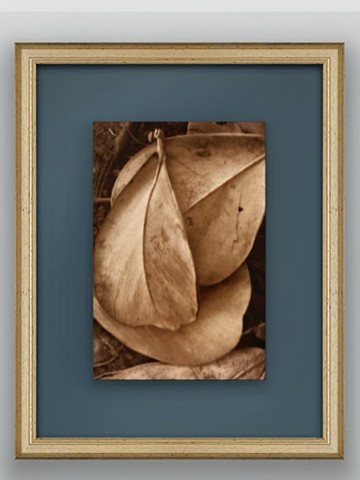 Hawaii leaf study - 11x14