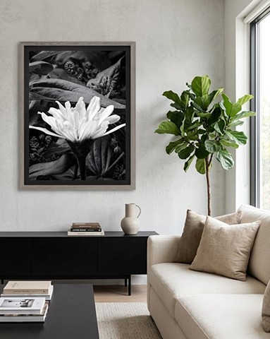 “Morning Burst” Limited Edition 10