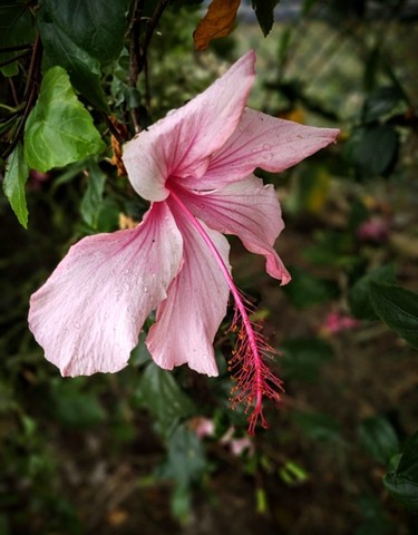 "After the Rain" Hawaii