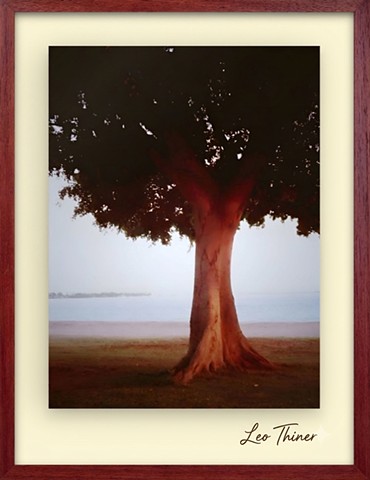 Hawaiian Milo tree - West Maui - 2011