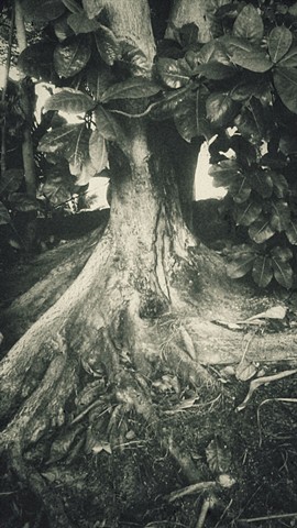 Pacific ocean shoreline Beech tree.