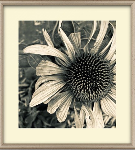 Flowering Moon - 2026
