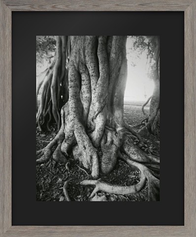 Trunk of Banyan tree - Old Lahaina Town Hawaii 