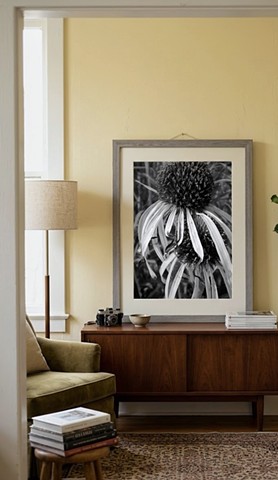 South Dakota corn flower - 2025
