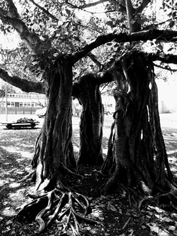 Lahaina Maui Banyan Tree-Gift missionaries of India-1873. Photograph © 2021 LeoThiner