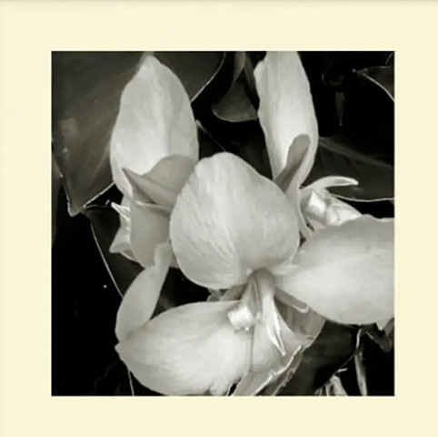 Plumeria blooms Hawaii - 2021