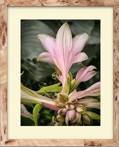 Hosta trumping bloom #1  - 2026