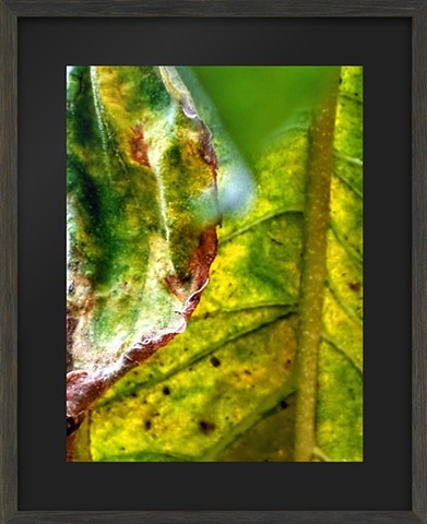 Abstract sunflower leaf study 2026