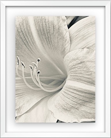 Morning bloom 2026