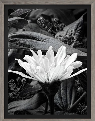 “Morning Burst” Limited Edition 10