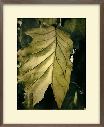 Late August change of Color 