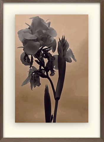 Canna Lily - 2023