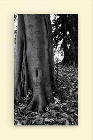 Hawaii - Banyan Tree Lahaina, Hawaii