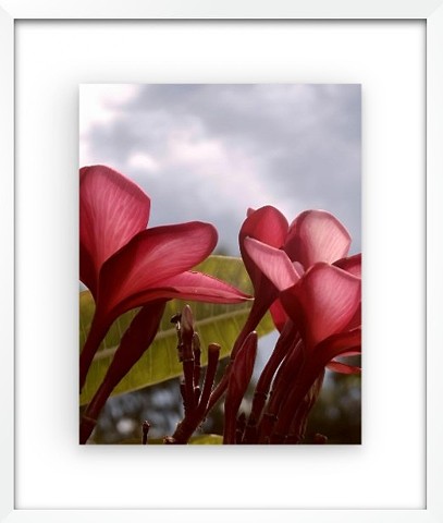 "Blooming tree sky" Honokowai, Hawaii