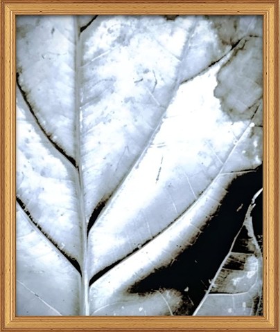 Honokawai Leaf (sun pigment fated) study 2021