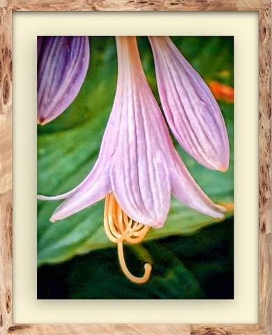 Hosta trumpeting bloom #2 - 2026