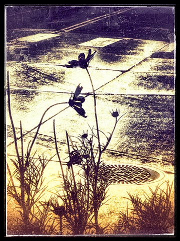 Gritty of the City and Nature - 2026