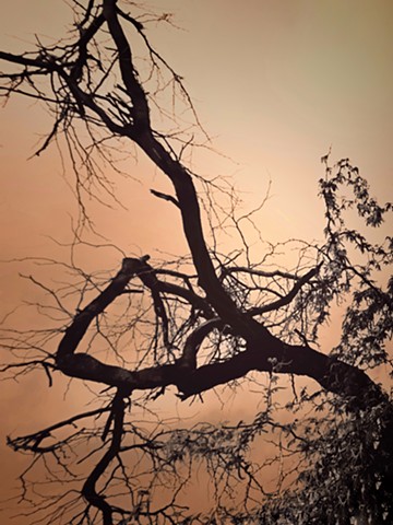 "Fallen ocean bank tree"