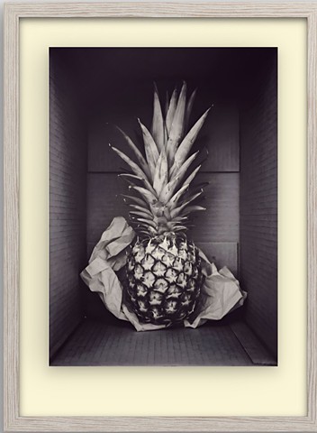 Portrait of Maui Gold pineapple