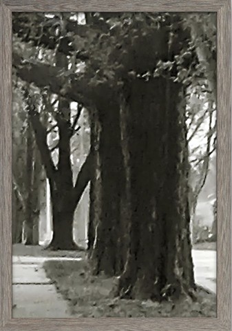 Waking toward the trees.