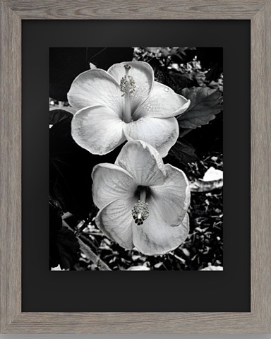 Blooming tree (plumeria) - Limited Edition $195 - Souvenir collection Hawaii 