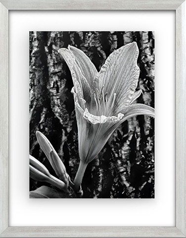 Bloom of a tiger lily - 2026