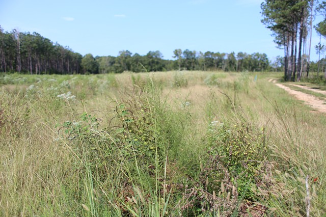 PLOT 1 2020 Late October