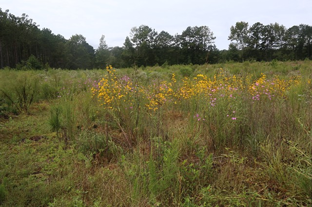 PLOT 3 2021 Late September