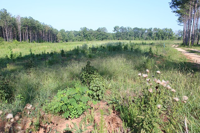 PLOT 1 2020 Late August