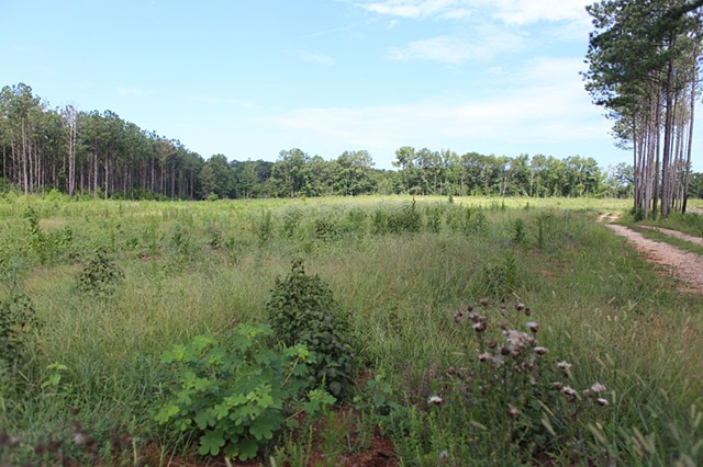 PLOT 1 2020 Early September