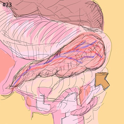Pancreas #23