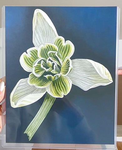 Flore Pleno Snowdrop