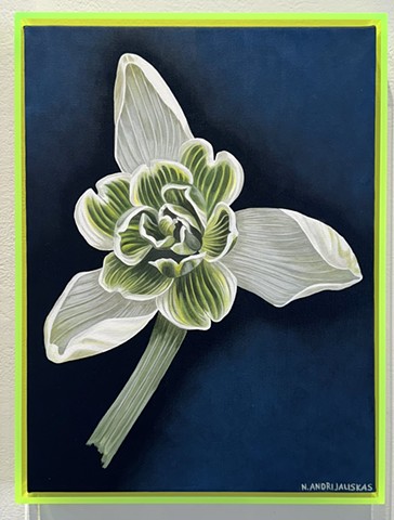 Flore Pleno Snowdrop,  SOLD