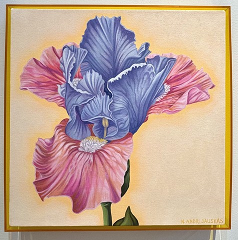 Dwarf Bearded Iris Despacito,  SOLD
