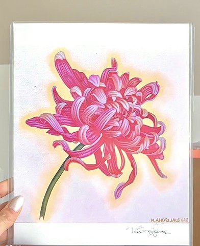 Chrysanthemum