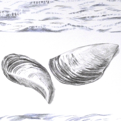 Joanne Aono Lake Michigan fossil coral drawing